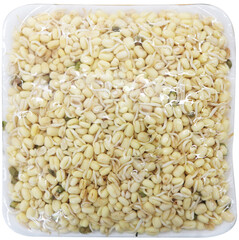 Bean sprouts tauge pendek design Fresh foods  vegetarian agriculture organic healthy