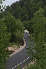 asphalt road between green trees