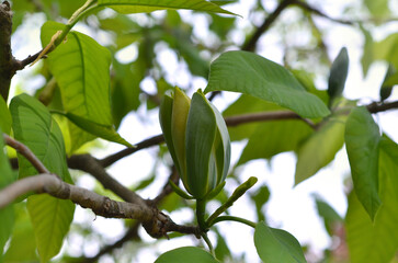  Yellow Magnolia acuminata ( cucumber-tree )flower with fresh green leaves on the branch at the beginning of blooming season. Landscaping and growing trees.
