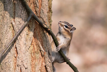 Die Streifenhörnchen, Backenhörnchen oder Chipmunks (Tamias)