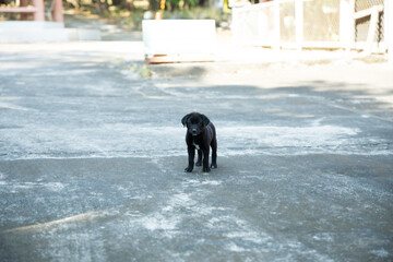 A Cute small black dog playing on the cement floor, focus selective