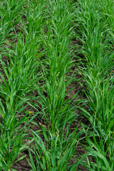 Obraz premium Young wheat seedlings growing in a soil. Agriculture and agronomy theme. Organic food produce on field. Natural background