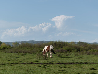 Horse graze in pasture against cumulonimbus cloud, single horse in field