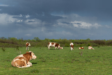Fototapeta na wymiar Cows grazing and resting in pasture against dark clouds, cattle farming in free range