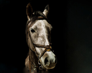 Gray horse portrait in stable in dark background