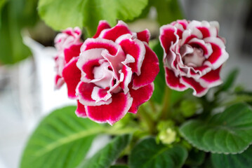 Potted gloxinia houseplant with pink flowers green leaves and pink flower close up