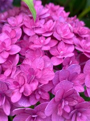 Series of close up Hydrangea of the summer “Ajisai” in Tokyo Japan, year 2022 June 10th