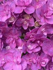 Series of close up Hydrangea of the summer “Ajisai” in Tokyo Japan, year 2022 June 10th