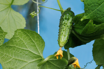 Small green cucumbers and ovaries with flowers on a branch in a greenhouse. Background.