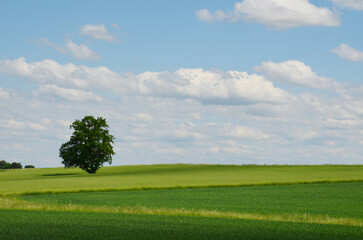 Obraz premium a solitary tree in the field, a beautiful tree, a tree in the field