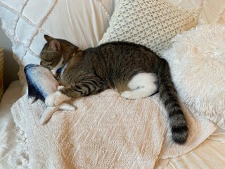 2 years old Mr. Marshmallow with his new fishy toy, the adorable paws grips and bites, year 2022 Tokyo Japan June 10th