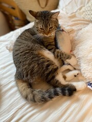 2 years old Mr. Marshmallow with his new fishy toy, the adorable paws grips and the hug, year 2022 Tokyo Japan June 10th
