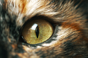 Pussycat with narrowed eyes. Macro photography. Close-up of yellow eyes of a cat. Pet in front of the camera. Adorable domestic animal.