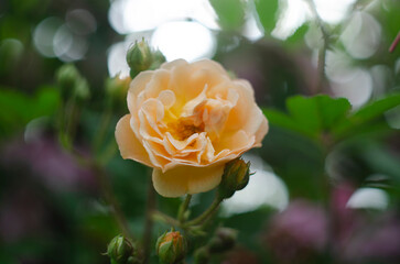 rose white-orange color in the rose garden in the style of vintage.