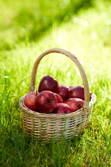 season, gardening and harvesting concept - red ripe apples in wicker basket on grass