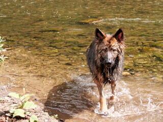 Hund im Wasser