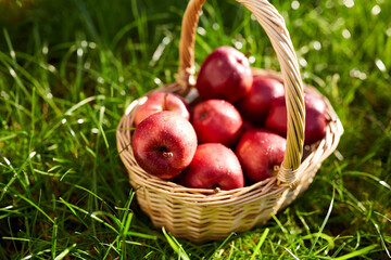 season, gardening and harvesting concept - red ripe apples in wicker basket on grass