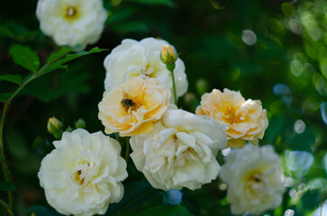 rose white-orange color in the rose garden in the style of vintage. © maria