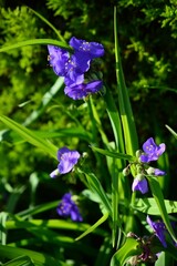 ムラサキツユクサ　(紫露草)　Tradescantia ohiensis