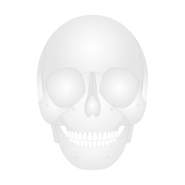 anatomy of human skull, bone, skeleton, internal organs body part orthopedic health care, diagram vector illustration cartoon flat character design