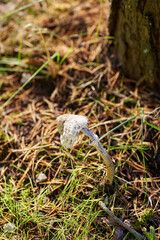 nature, environment and season concept - close up of lepiota mushroom growing under tree in autumn forest