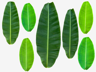 picture of various types of leaves Various colors, tropical plants, greenery