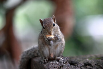 Naklejka na ściany i meble Hungry Squirrel Eating Biscuit