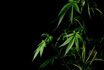 marijuana ,marijuana leaf with black background and space