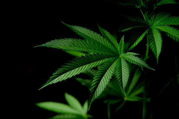 marijuana ,marijuana leaf with black background