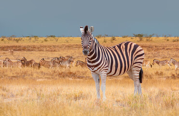 Herd of zebras in yellow grass - Etosha park, Namibia
