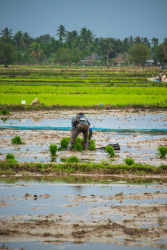 This photo depicts a farmer preparing paddy seeds for planting, Aceh, Indonesia.