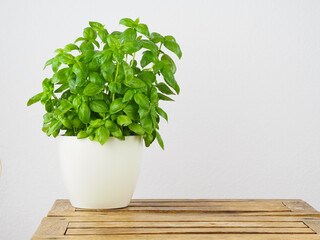 Basil in the white pot on the wooden table. White background