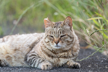 可愛い猫　キジトラ猫