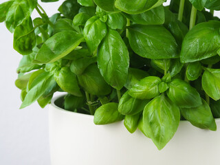 Basil in a white pot, white background, macro