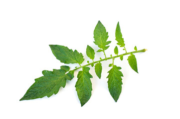 Green tomato leaves isolated on white background.