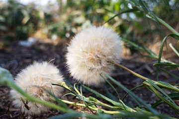Close-up of a big dandelion. Large parachutes against the background of other small plants. Large weed. Air dispersal of seeds.