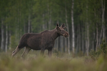 Moose bull late in the evening in forest, birch trees in the background