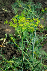 Yellow blooming dill flowers on a branch