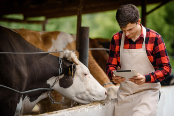  farmer is holding a tablet and verification his cows on his cattle farm.