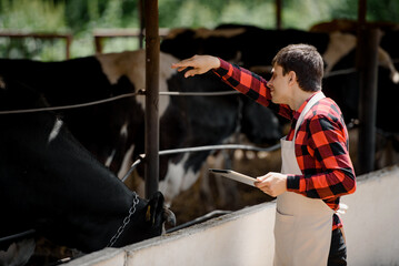  farmer is holding a tablet and verification his cows on his cattle farm.