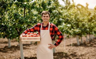 Young man farmer in an apron holding a wooden crate full with red apples in his apple orchard.