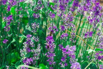 Lavender field with magenta colors. Day view close-up focus on blooming Lavandula flowers with violet bushes and bees on an agricultural terrain in Chalkidiki, Greece.