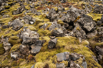 Full frame image of volcanic rocks, covered by green and brown Icelandic moss, suitable as a background texture, taken near Djúpalónssandur, Snæfellsness, Iceland