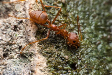 Red ant is drinking water.