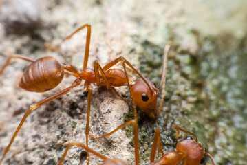 Red ant is drinking water.