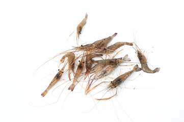 Giant river prawn isolated on white background.