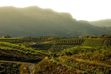 landscape of vineyards in the Priorat wine region in Tarragona in Spain - obrazy, fototapety, plakaty