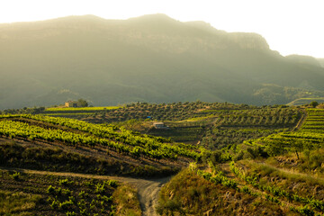 Fototapeta na wymiar landscape of vineyards in the Priorat wine region in Tarragona in Spain