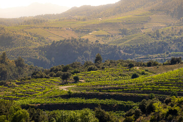 landscape of vineyards in the Priorat wine region in Tarragona in Spain