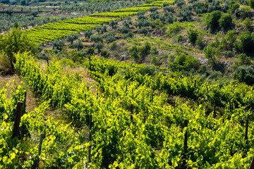 Fototapeta na wymiar landscape of vineyards in the Priorat wine region in Tarragona in Spain